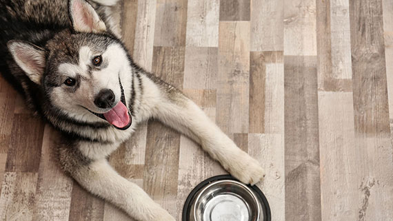 Dog laying on the floor in front of water bowl