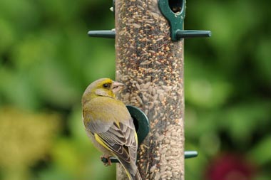 A small bird at bird feeder