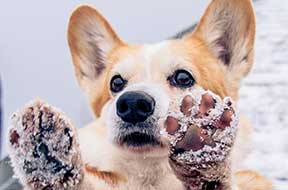 Corgi with front paws extended that are covered in snow